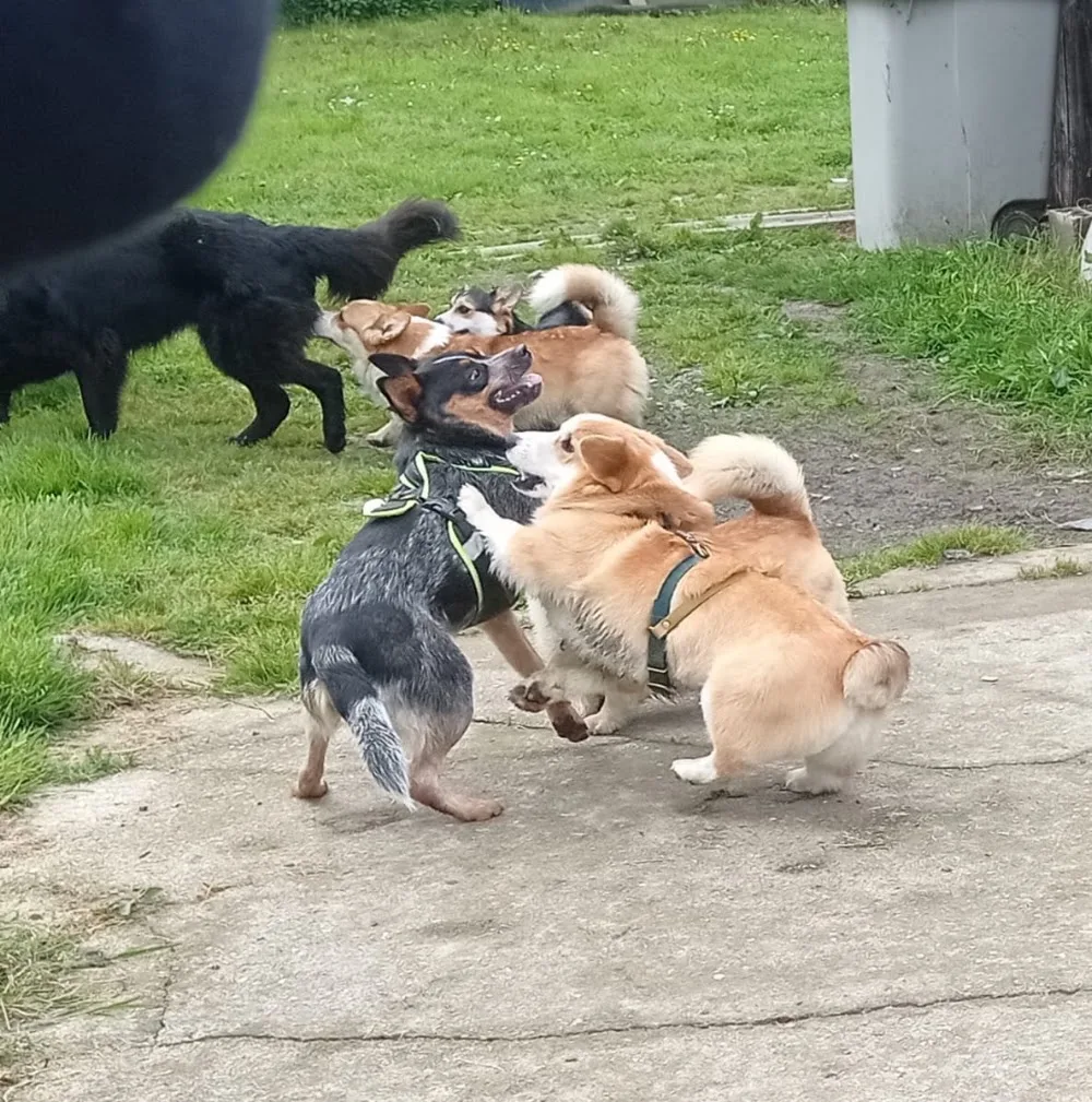 Pension canine De Viknane - Finistère pet otel görseli 7