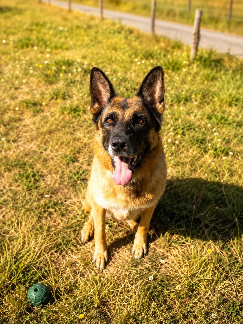 Pension canine du royaume des mayas - Finistère pet otel