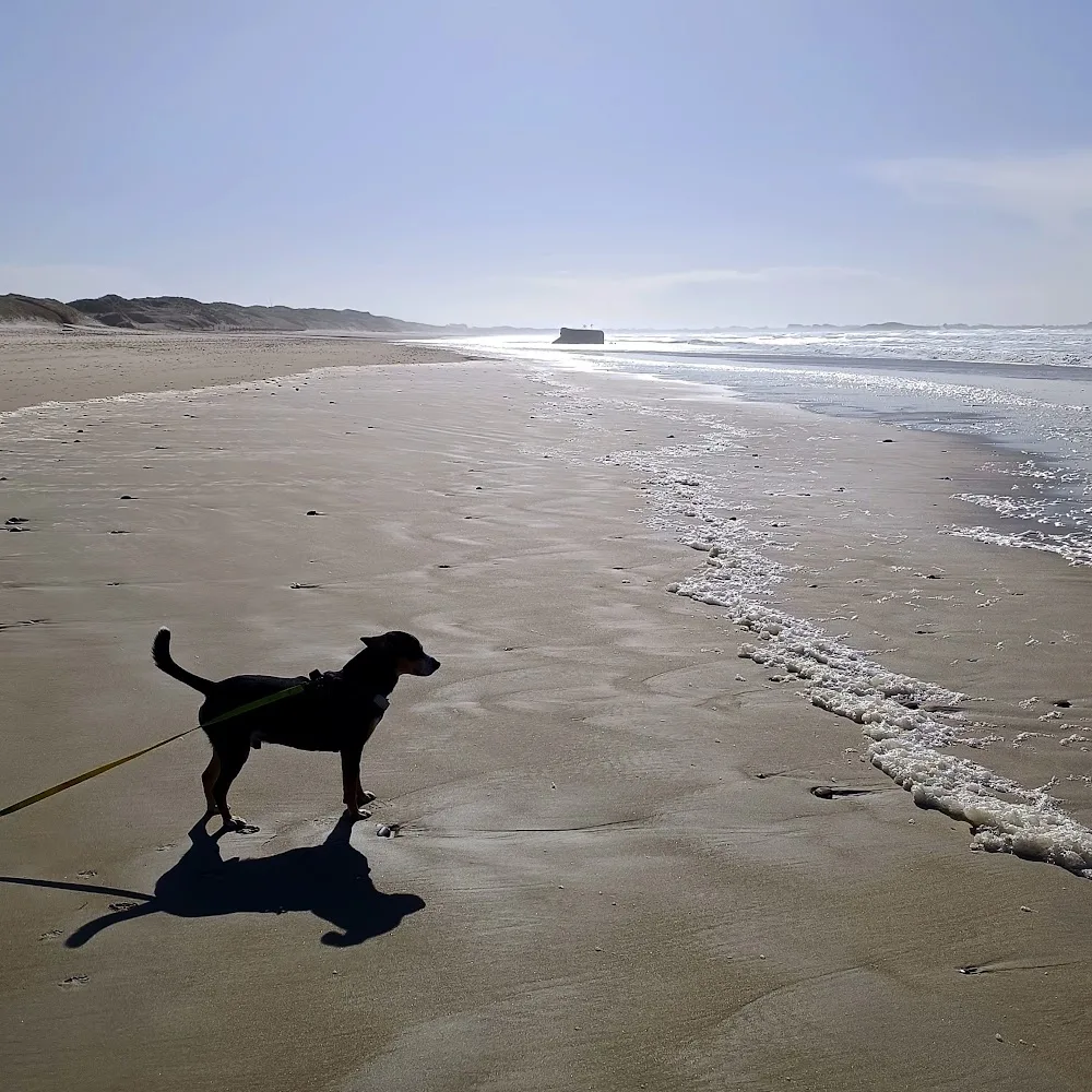 Pension canine et féline Loullignco Loullignco - Finistère pet otel görseli 4