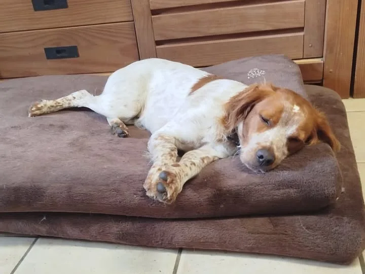 Pension canine familiale | Le chien qui ronfle | Comportementaliste | Educateur canin - Finistère pet otel