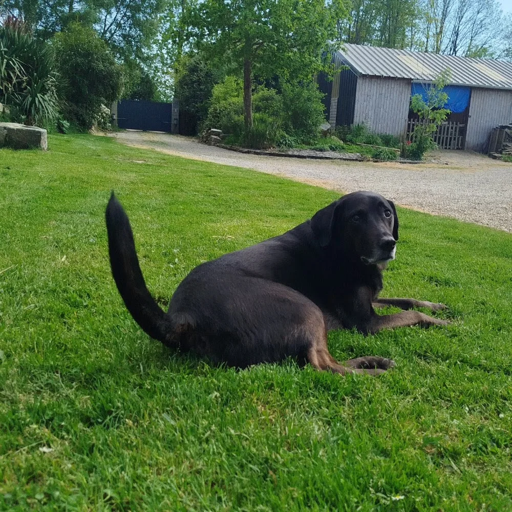 Pension canine familiale | Le chien qui ronfle | Comportementaliste | Educateur canin - Finistère pet otel görseli 3