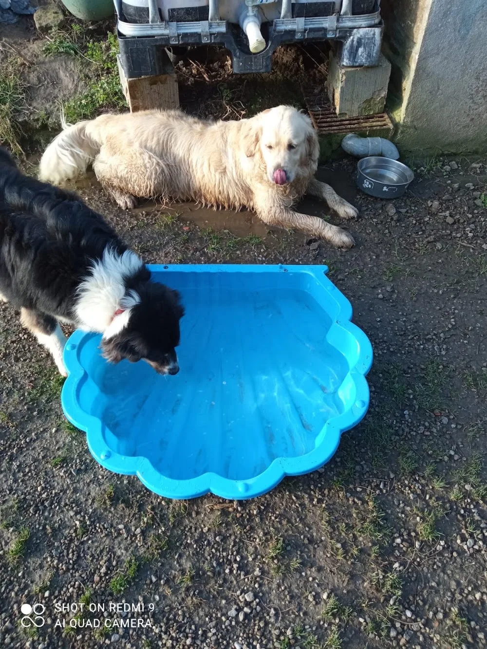 Pension canine Sainte Anne - Finistère pet otel görseli 3