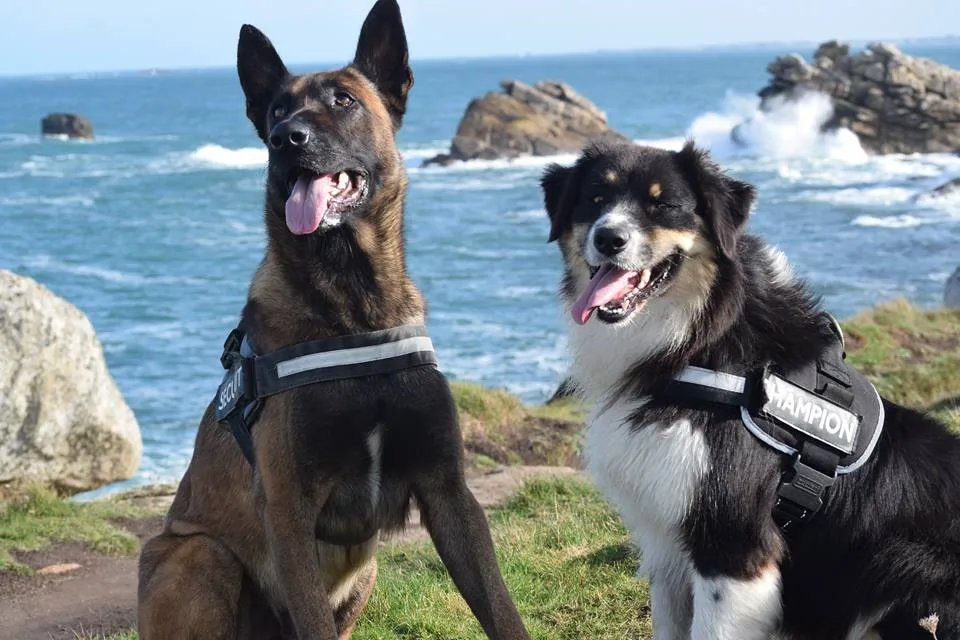 Pension canine Sainte Anne - Finistère pet otel görseli 6