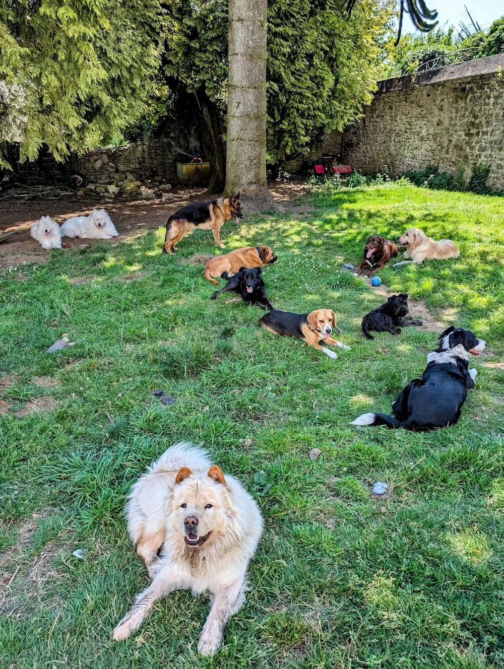 Pension canine sans box Truffes & Coussinets - Elevage de chow-chows des Pandas d'Azur - Finistère pet otel