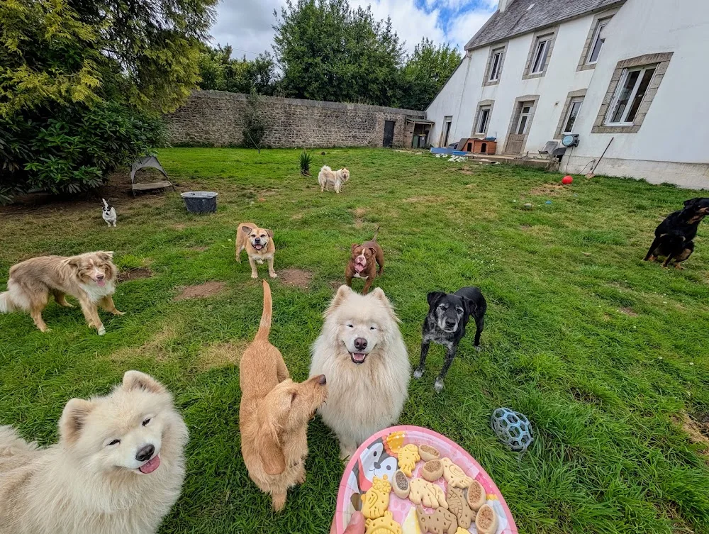 Pension canine sans box Truffes & Coussinets - Elevage de chow-chows des Pandas d'Azur - Finistère pet otel görseli 7