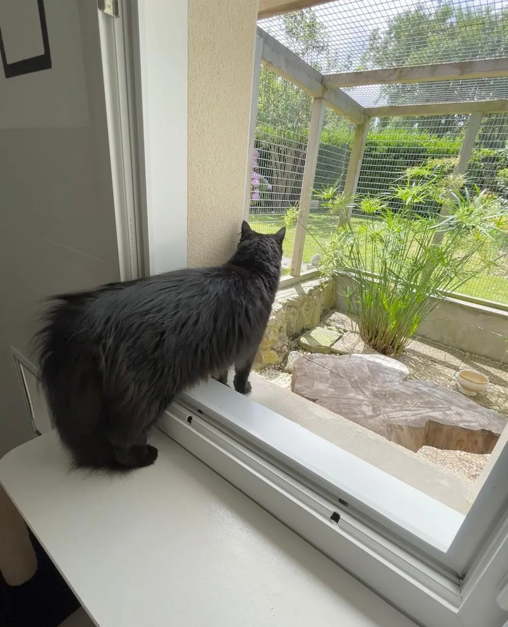 Pension Chats CHEZ FILO - Finistère pet otel