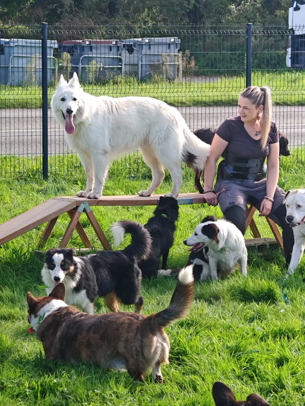 Vos compagnons, ma passion - Finistère pet otel görseli 6