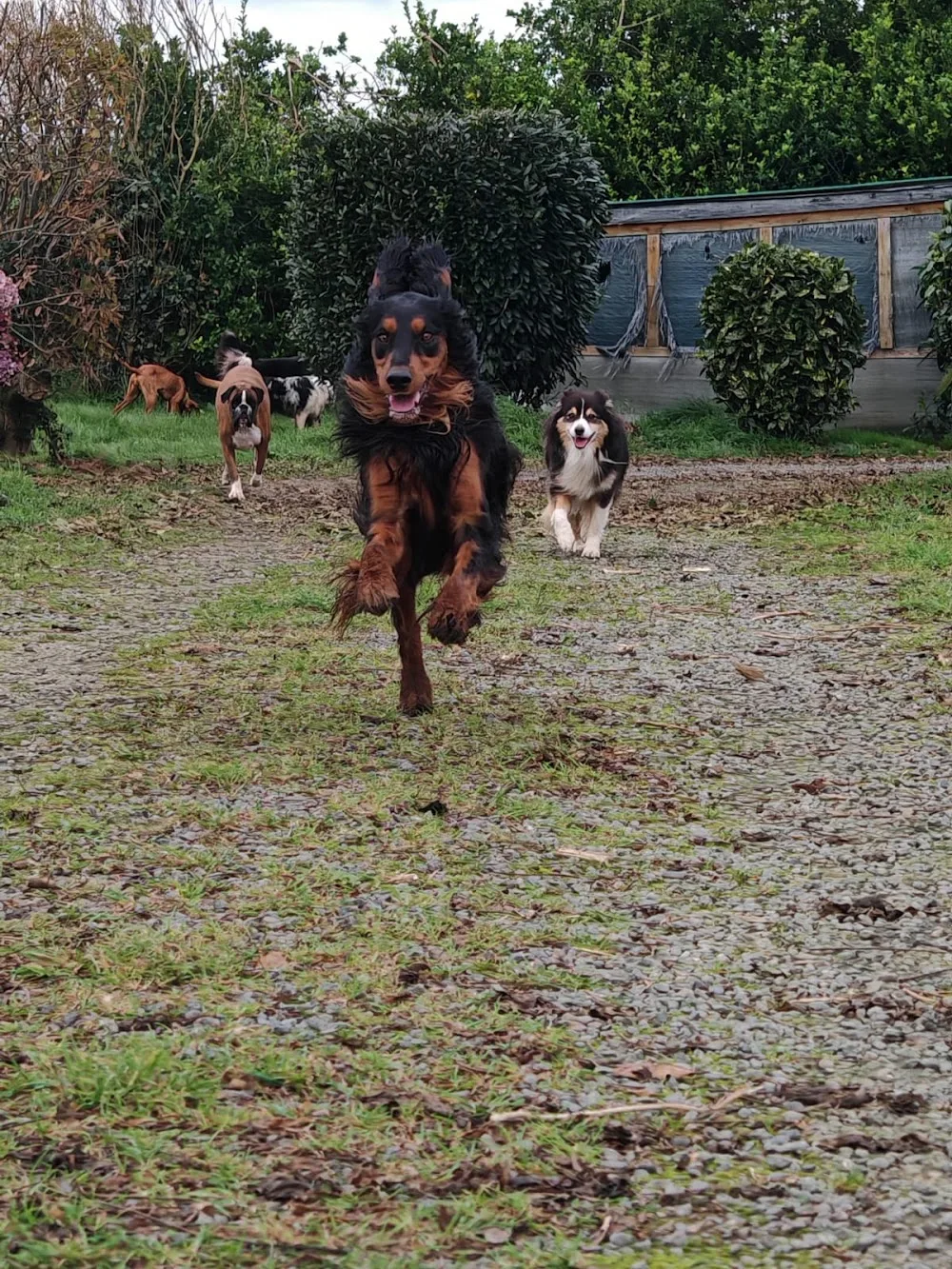 Vos compagnons, ma passion - Finistère pet otel görseli 7