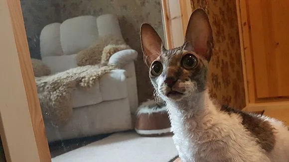 Eläinhoitola Kuutti - Finland pet otel görseli 2