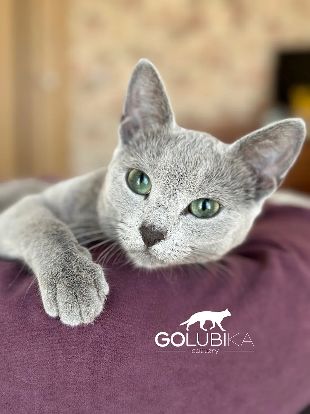 GOLUBIKA Cattery - Finland Proper pet otel