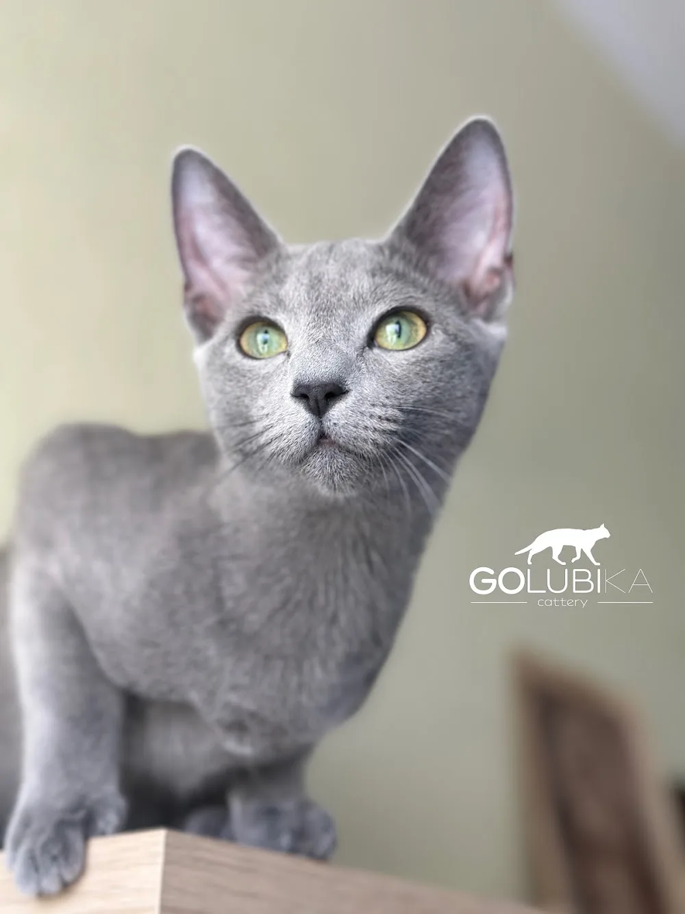 GOLUBIKA Cattery - Finland Proper pet otel görseli 3