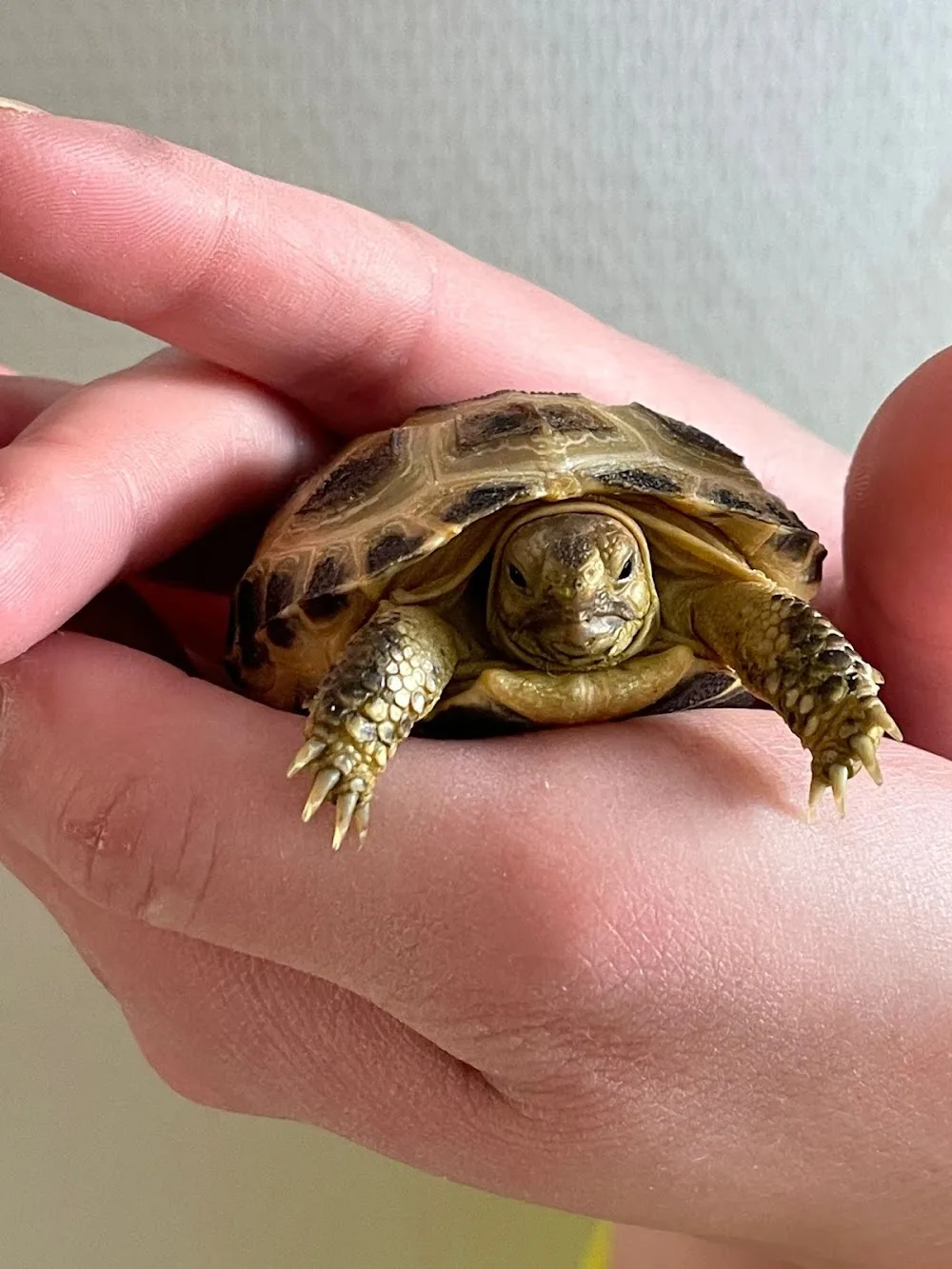 Kilpikonnien lomahoitola Voikukka - Finland Proper pet otel