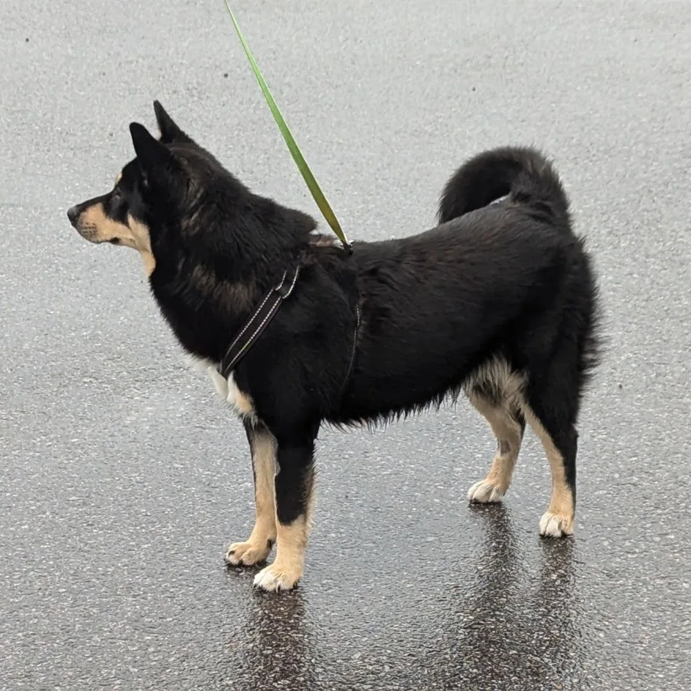Kissahotelli Nasulampi Oy - Finland Proper pet otel görseli 3