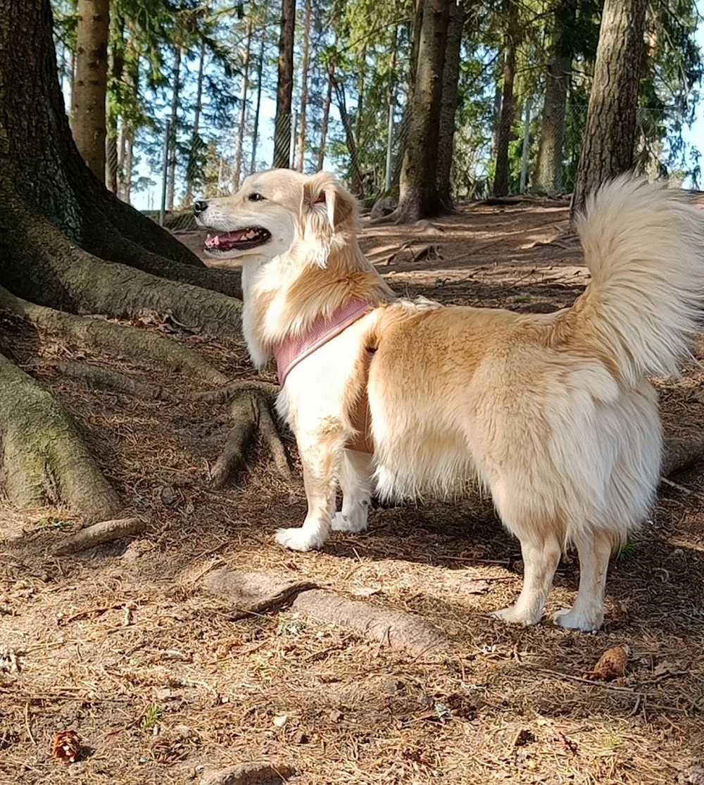 Koirahoitola Happy Paws - Finland Proper pet otel