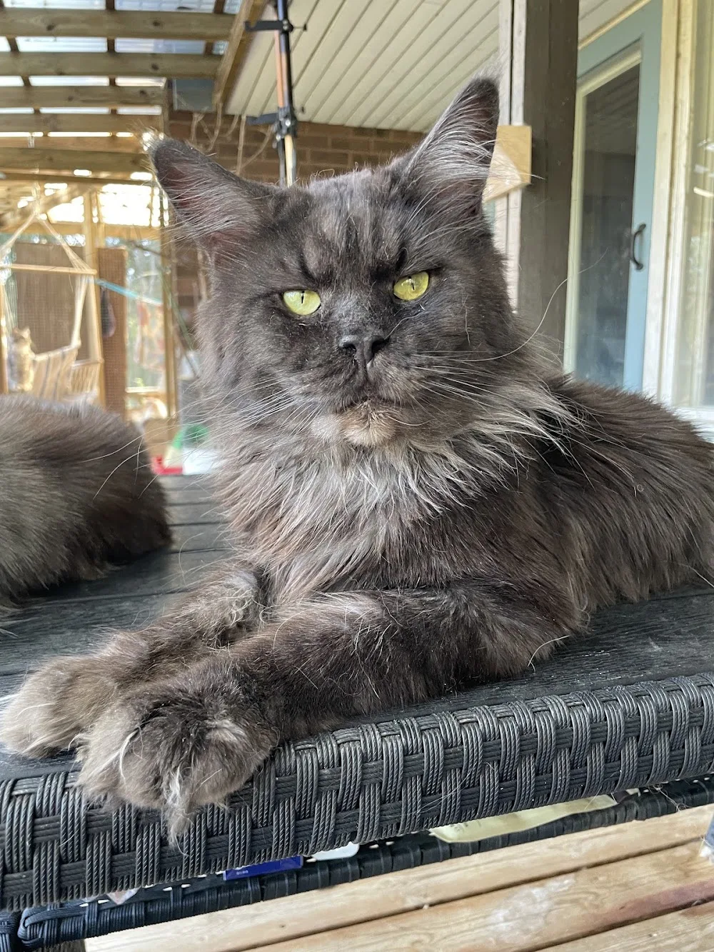 Krysos Maine Coon cats - Finland Proper pet otel