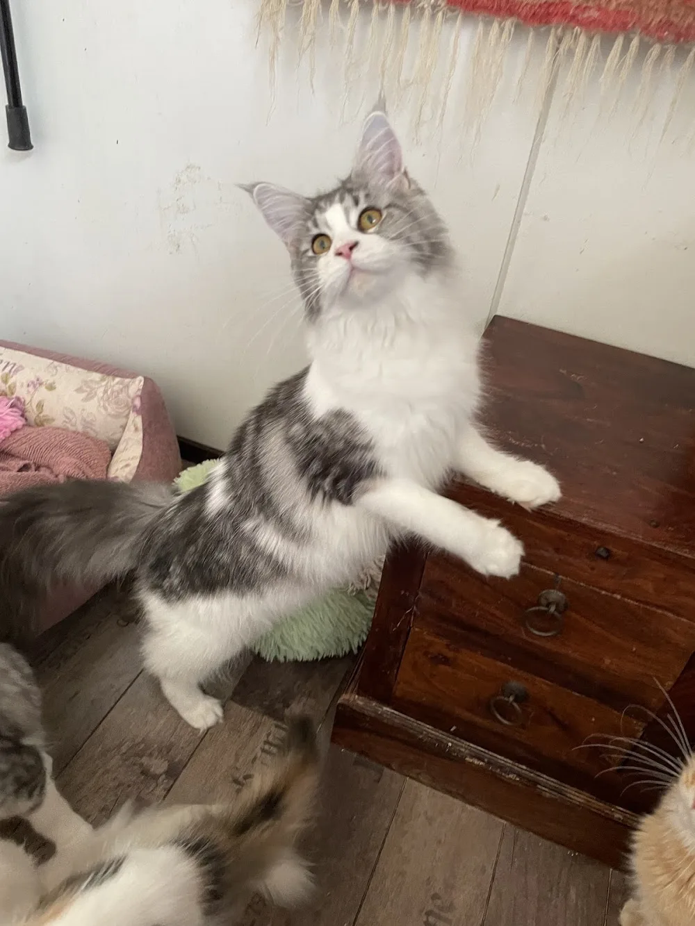 Krysos Maine Coon cats - Finland Proper pet otel görseli 3