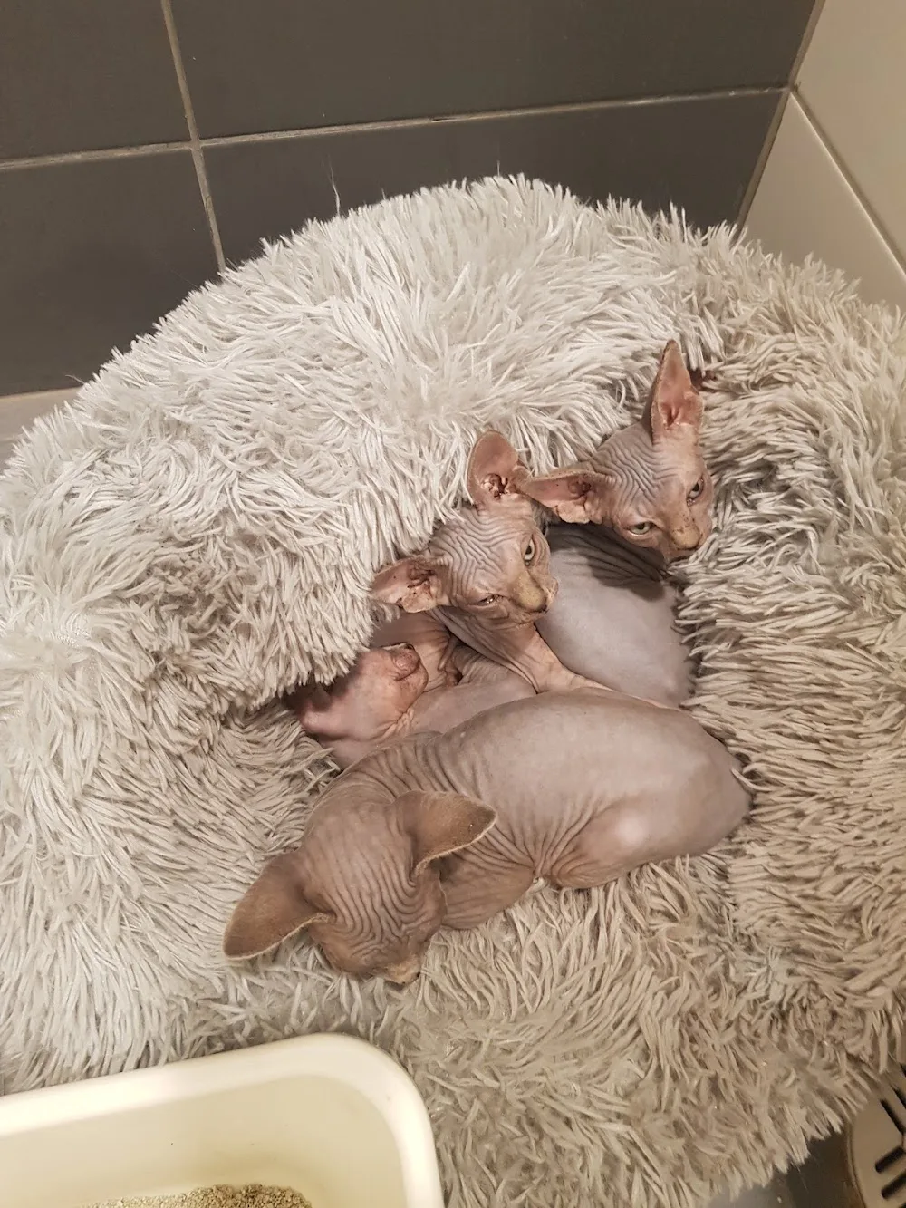 Lemmikkien Lomakoti - Finland Proper pet otel görseli 3