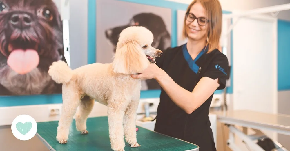Musti ja Mirri Hyvinvointipalvelut Turku Kupittaa - Finland Proper pet otel