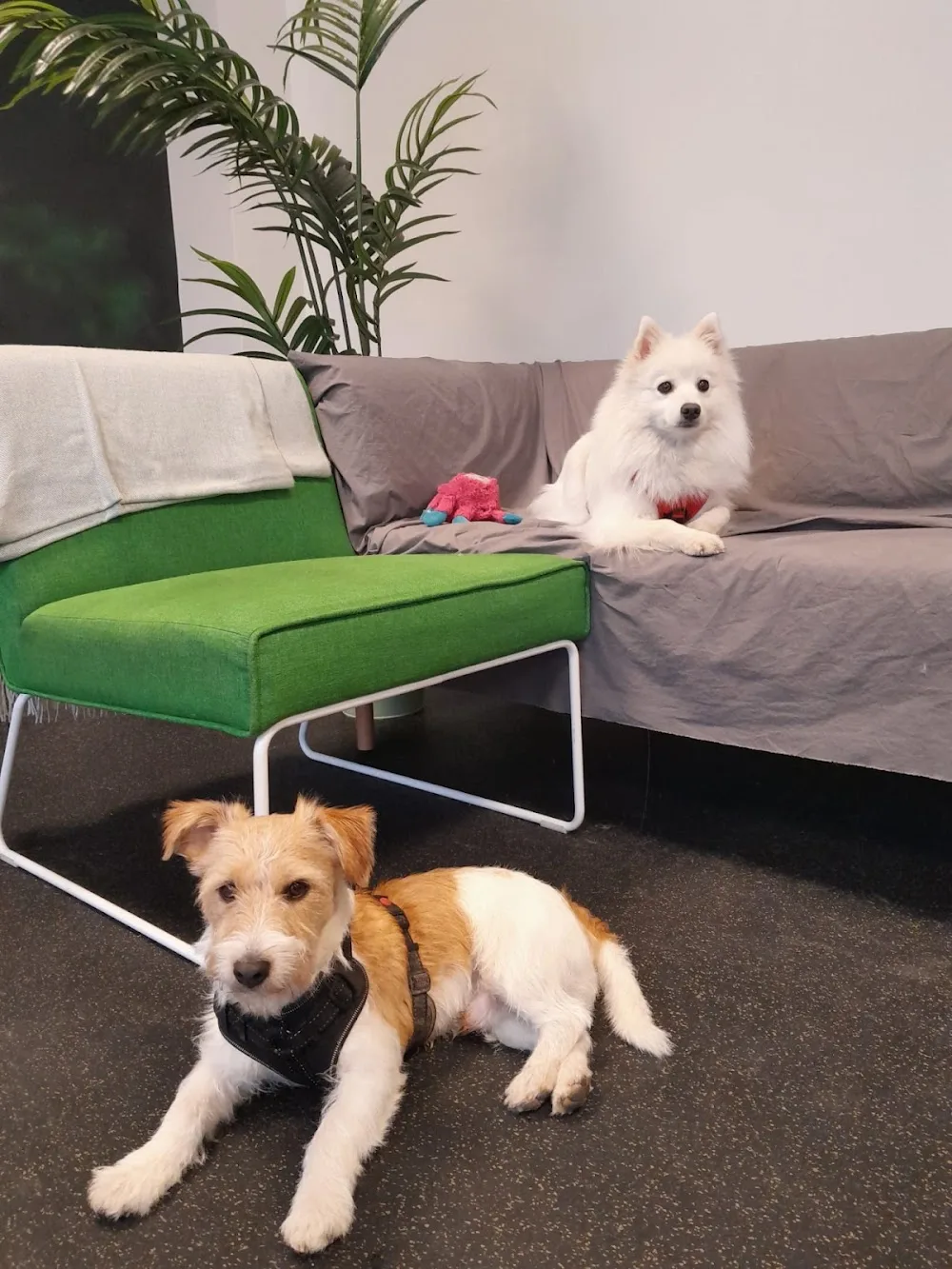 Norlandia Koirapäiväkoti, Helsingin Tassut - Finland Proper pet otel görseli 7