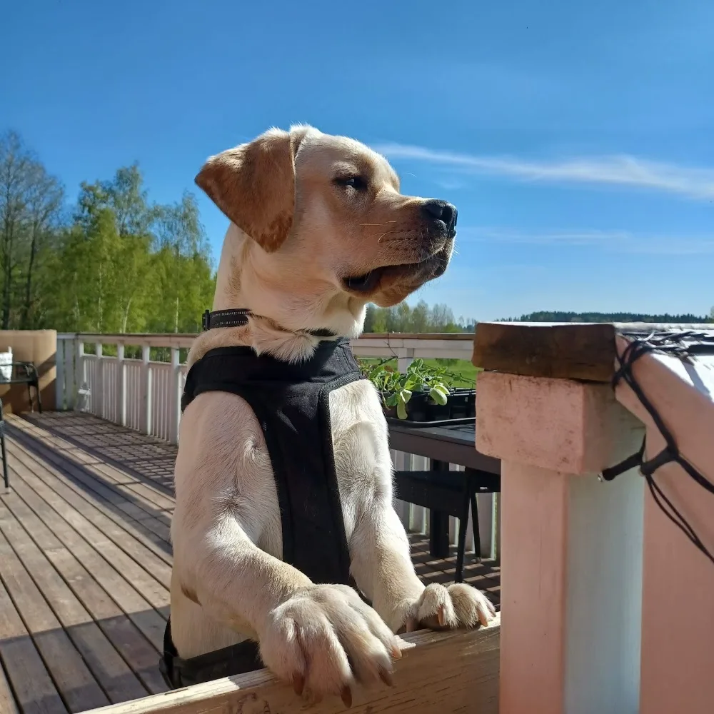 Waggy Tails Koirahotelli - Finland Proper pet otel görseli 3