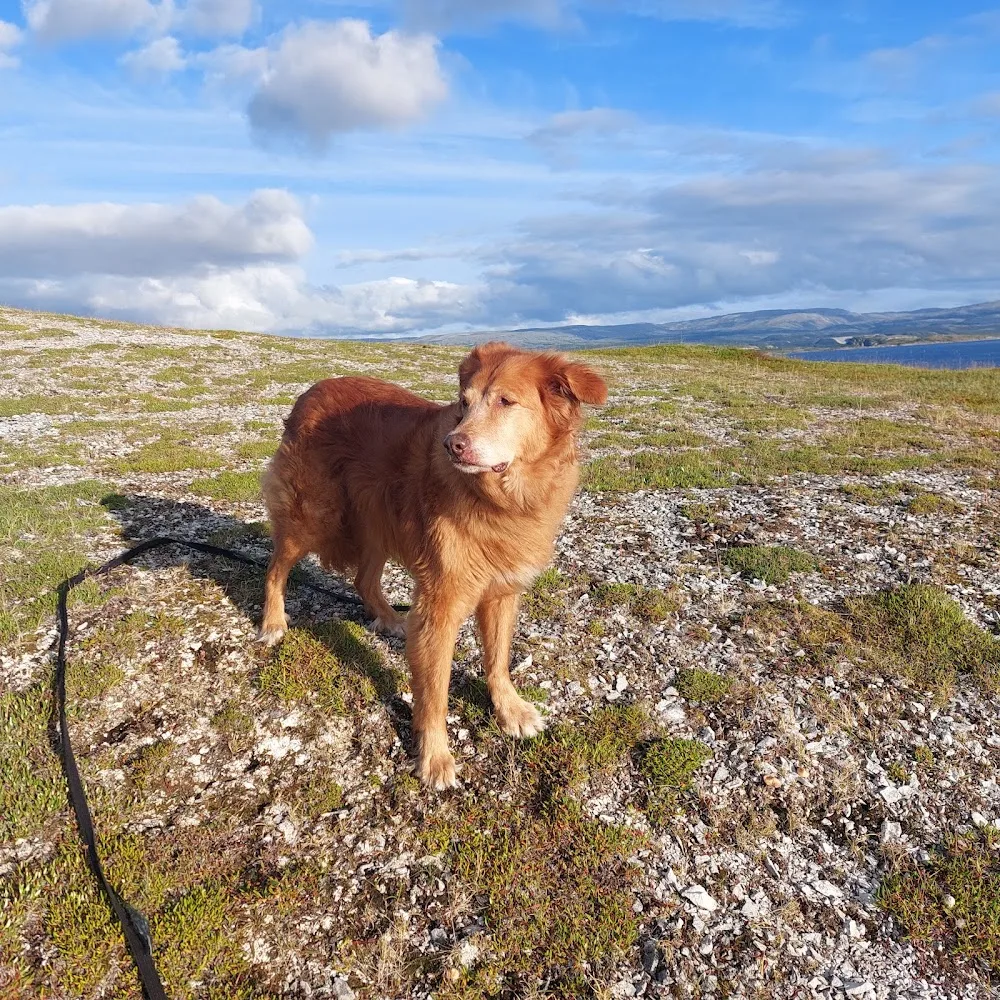 Isbergtunet Hundehotell - Finnmark pet otel