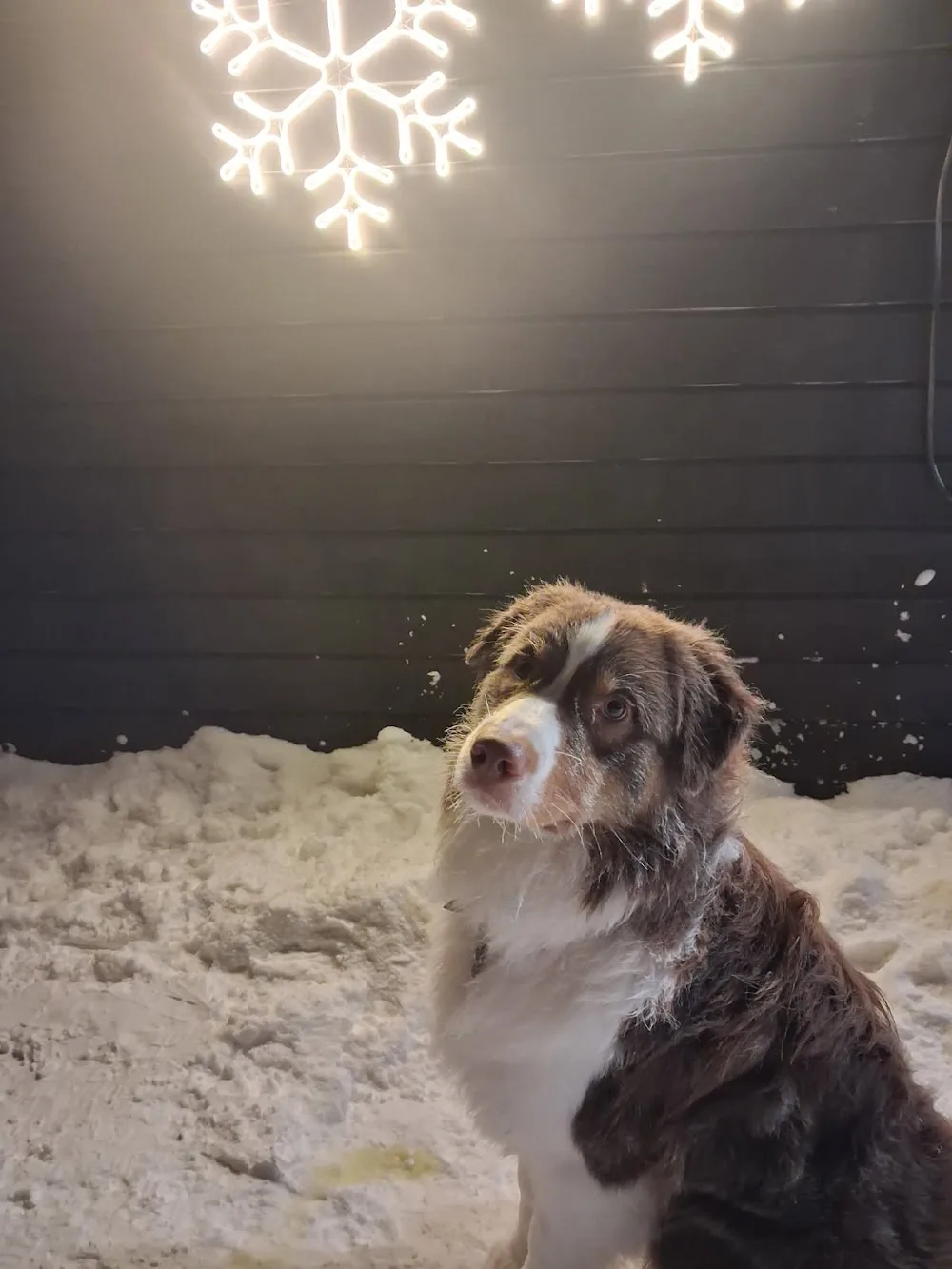 Isbergtunet Hundehotell - Finnmark pet otel görseli 3