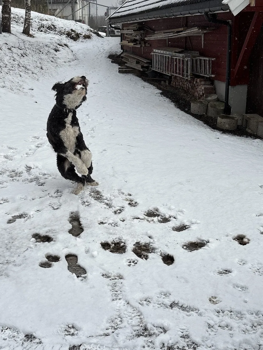 Lunner Katte- og Hundepensjonat AS - Finnmark pet otel görseli 3