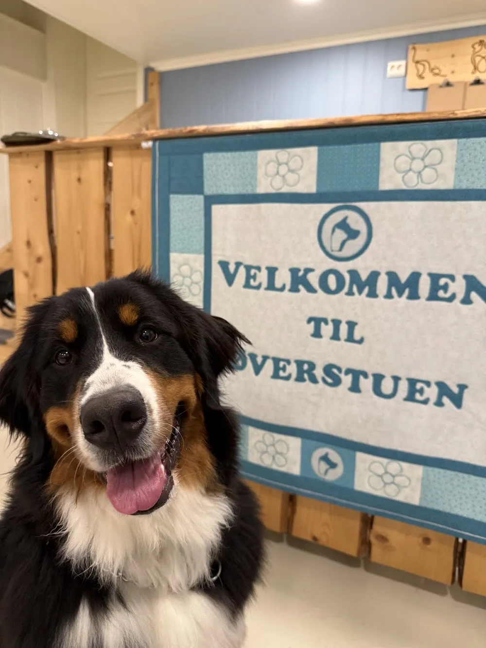 Øverstuen hund og katt - Finnmark pet otel görseli 3