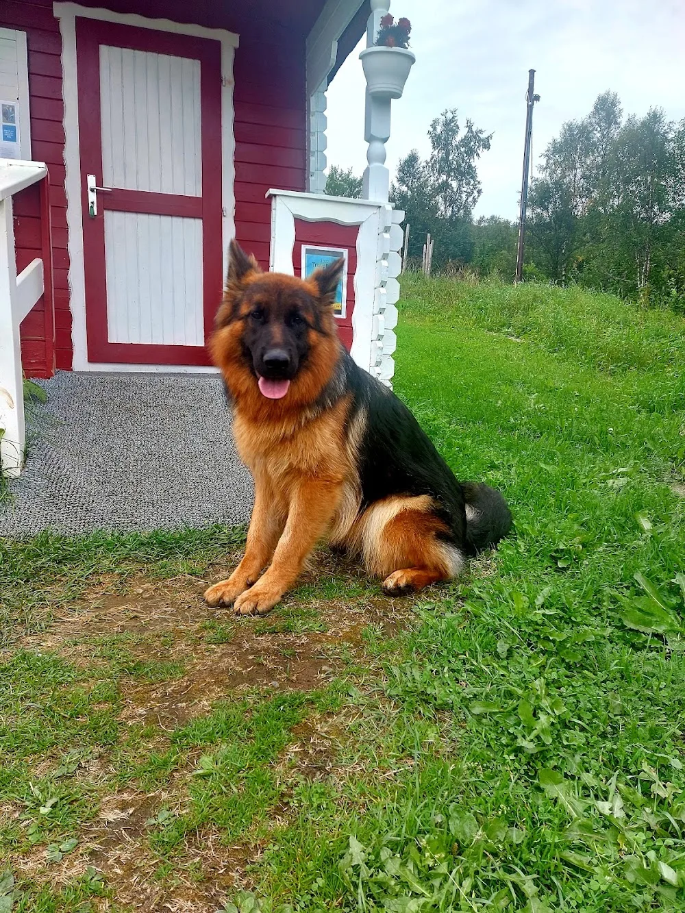 Snyfjellet kennel - Finnmark pet otel görseli 2