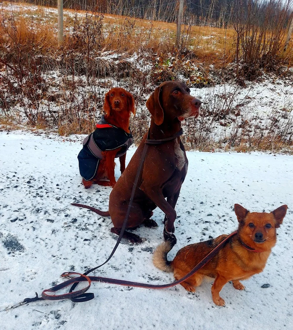Snyfjellet kennel - Finnmark pet otel görseli 3