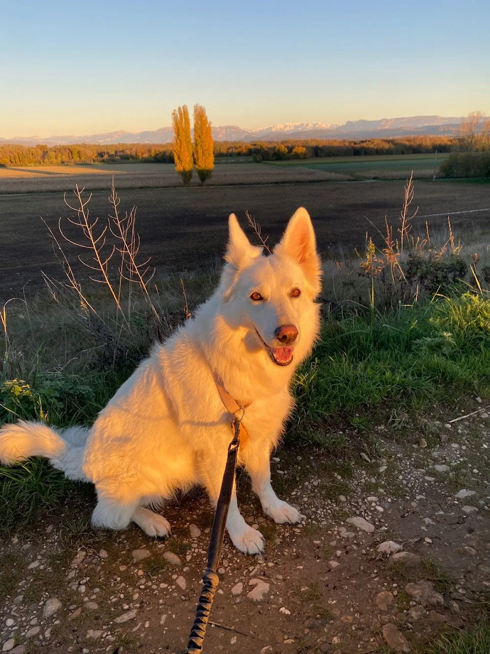 Alyta - Garde d'animaux - Flachères pet otel görseli 3
