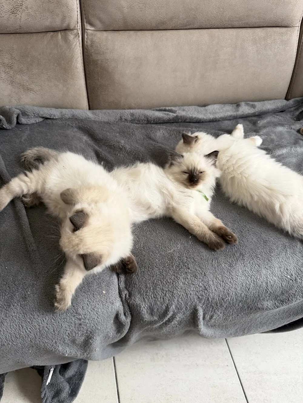 Cattery Dreamy Paws - Flanders pet otel görseli 3