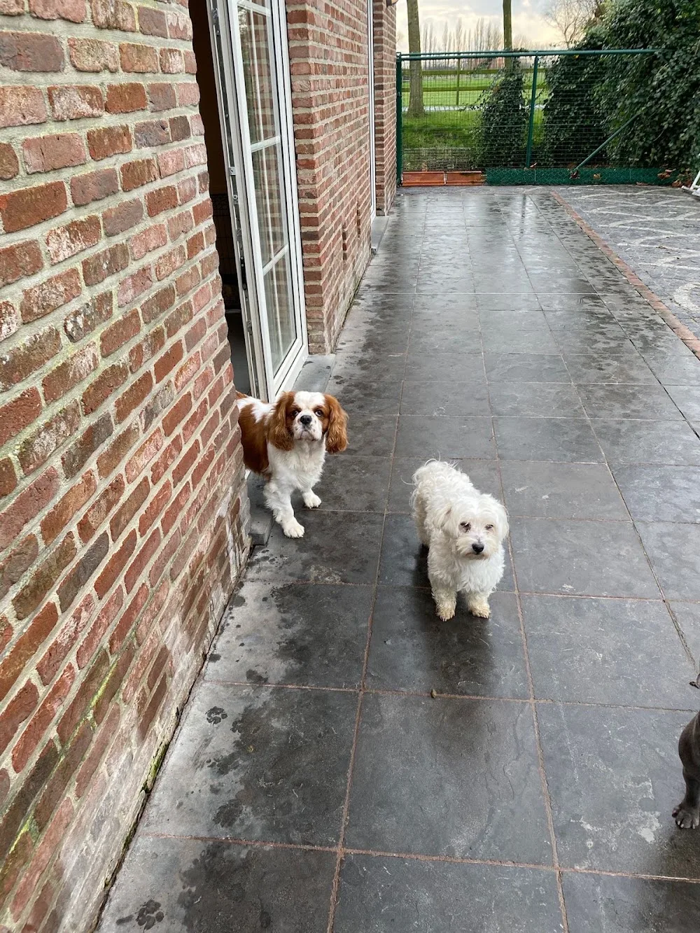 Dog and cat hotel Perro - Flanders pet otel görseli 3