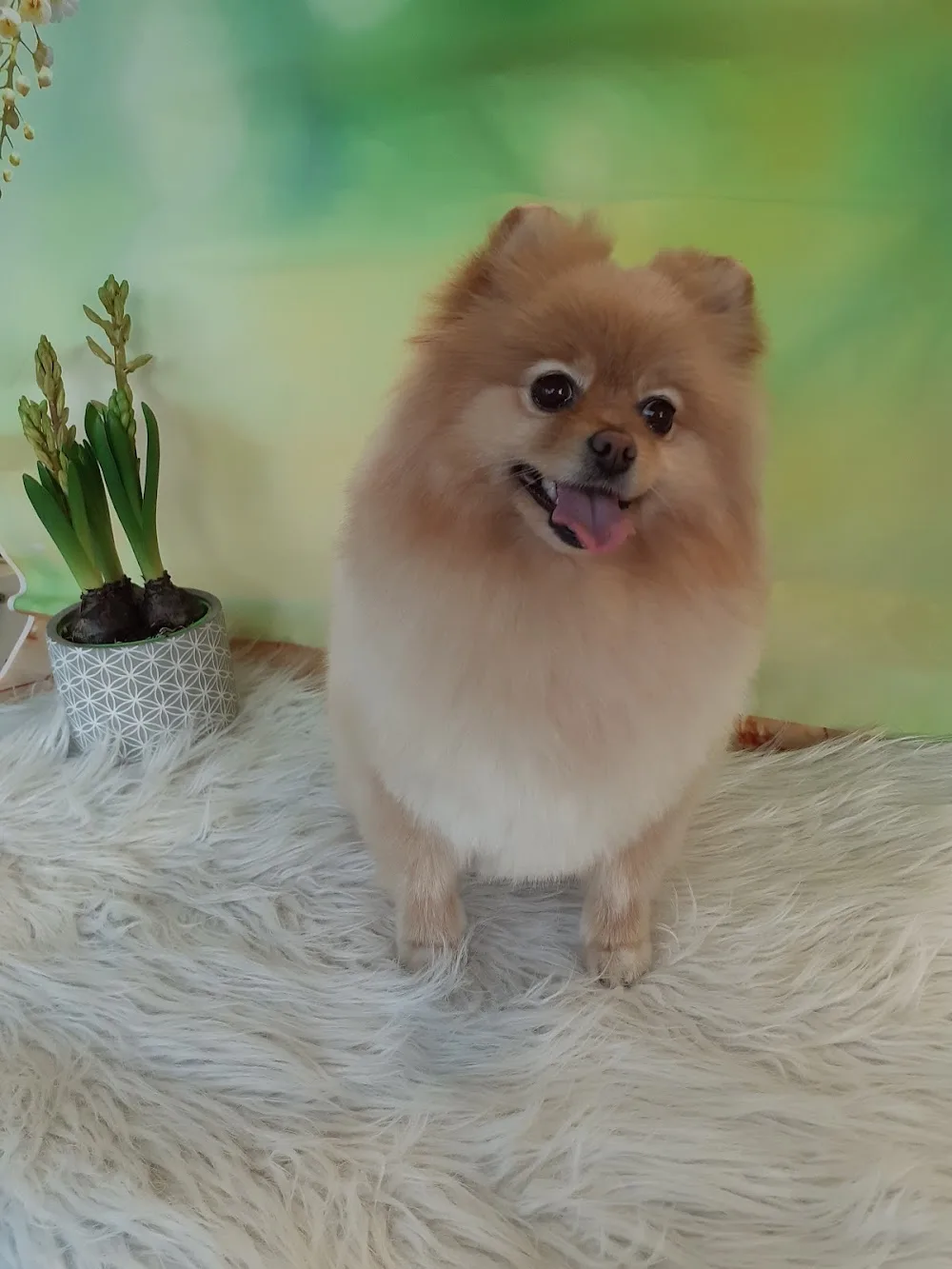 Doggiez - Flanders pet otel görseli 2