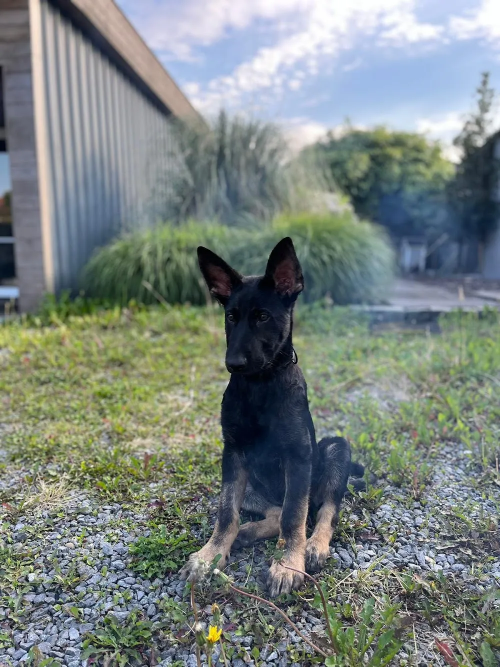 Duitse herder kennel Van Esblokhof - Flanders pet otel görseli 2
