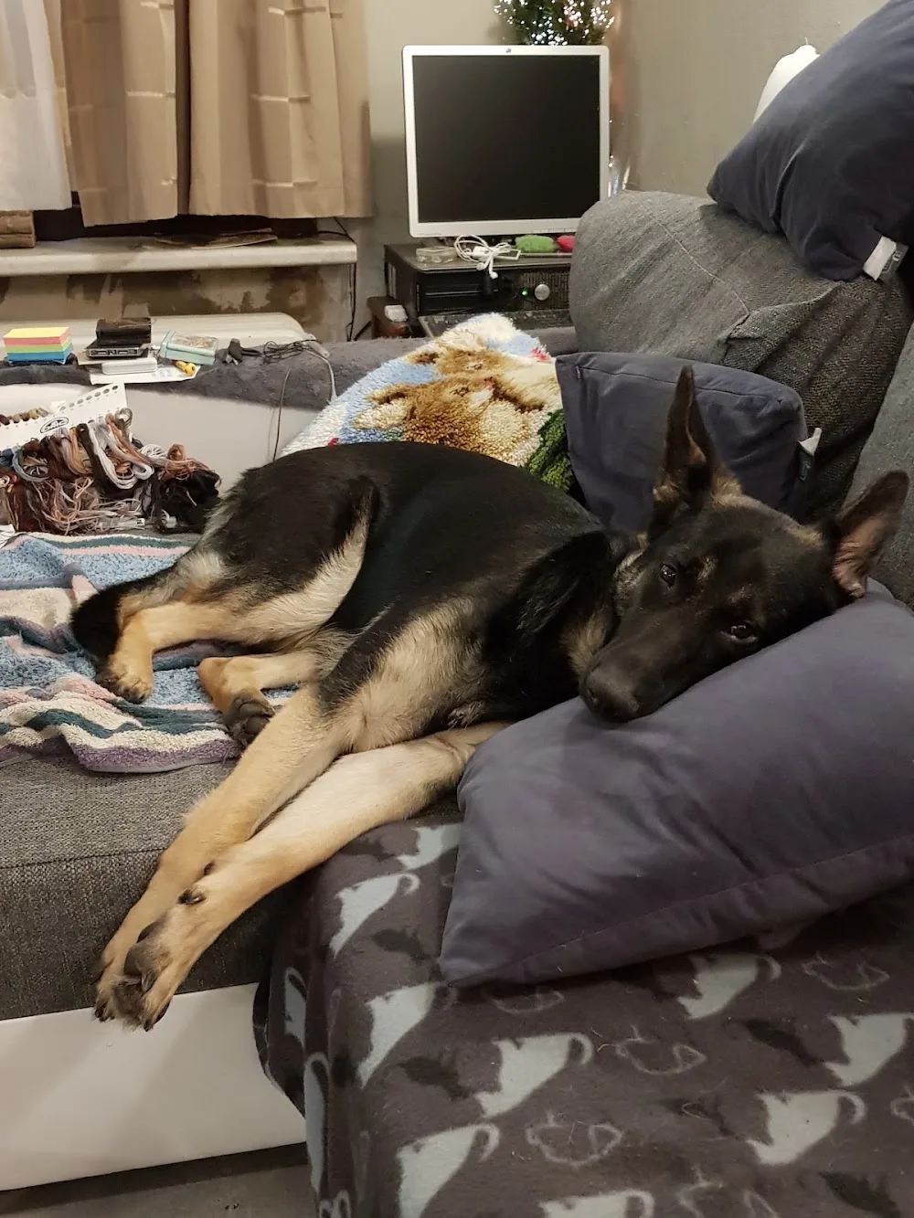 Duitse herder kennel Van Esblokhof - Flanders pet otel görseli 3