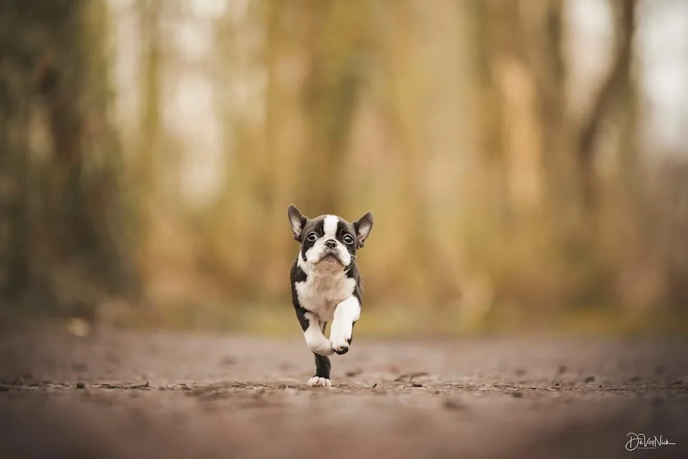 Geus van Alfene – Boston Terrier Kennel & Erkende Fokker (Affligem) - Flanders pet otel görseli 2