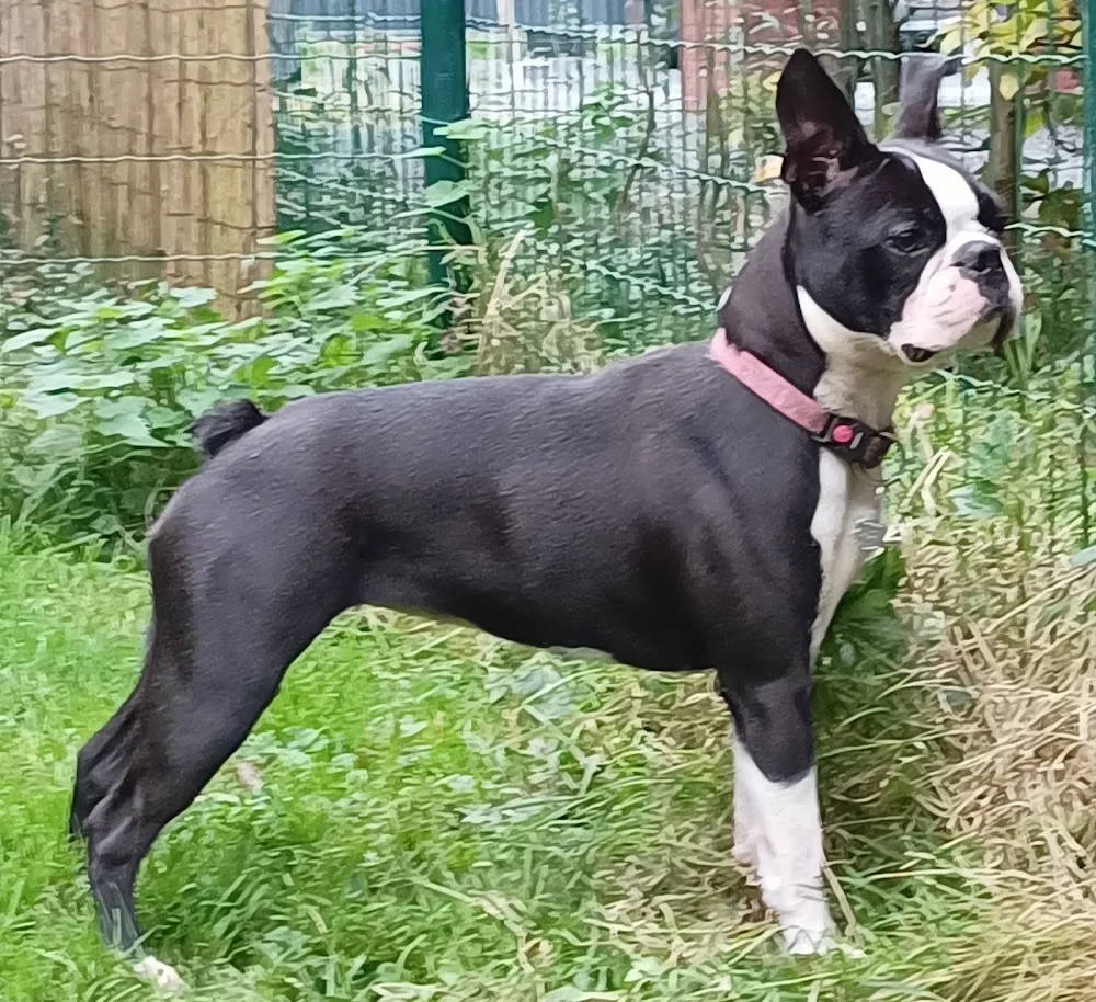 Geus van Alfene – Boston Terrier Kennel & Erkende Fokker (Affligem) - Flanders pet otel görseli 3