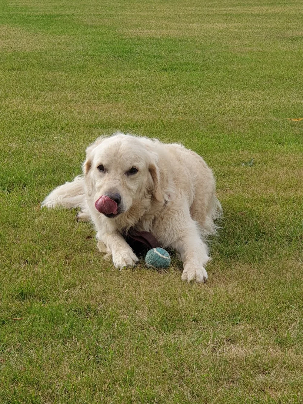 Hondenhotel Dogs-@-Home - Flanders pet otel görseli 3