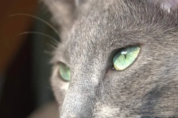 Kattenhotel Het gouden mandje - Flanders pet otel