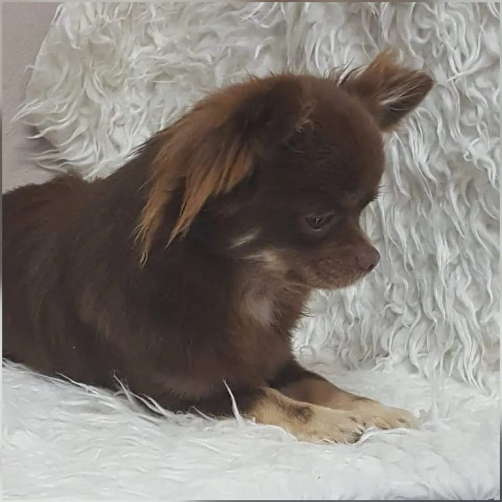 Kennel Van 't Eiland Ouburg - Flanders pet otel