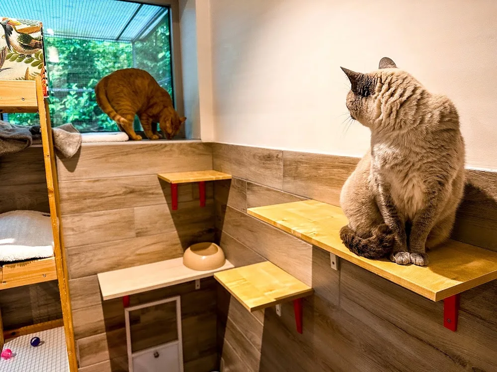 Le Chatelier Kattenhotel - Mechelen - Flanders pet otel görseli 3