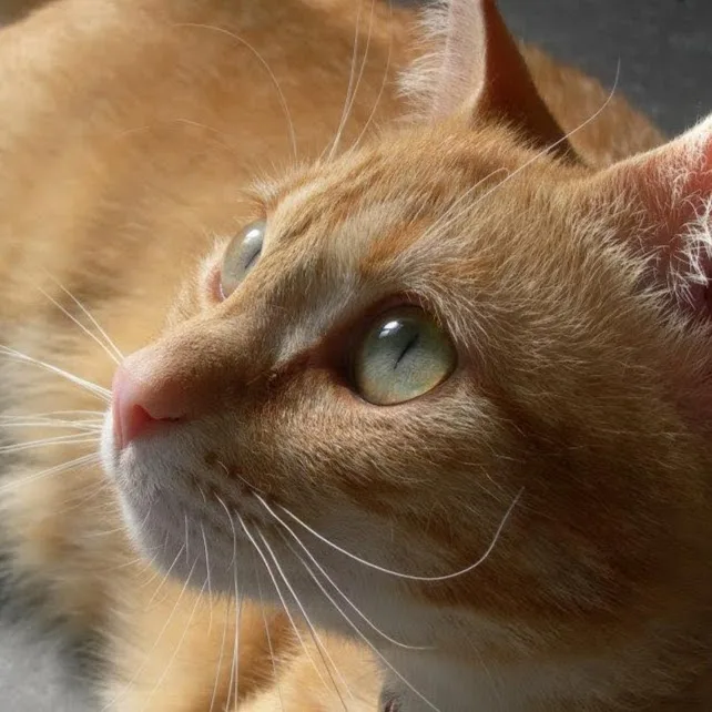 Purrfect vaCATion - Flanders pet otel görseli 9