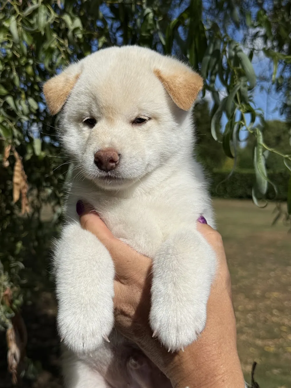 Shiba American Triumph Kennel - Flanders pet otel