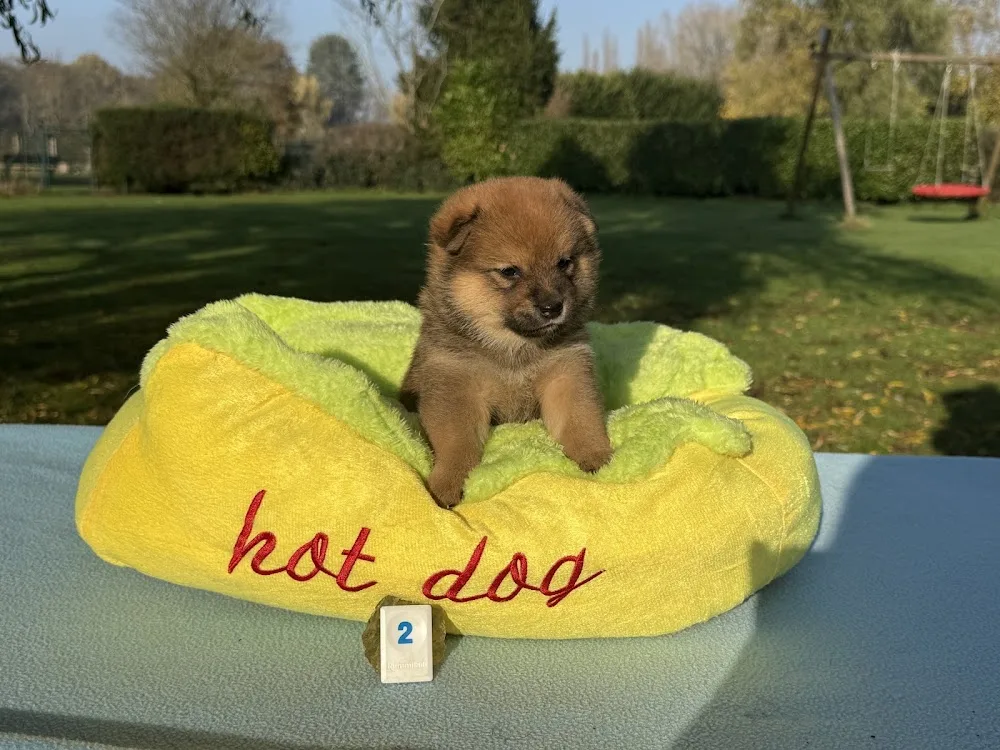Shiba American Triumph Kennel - Flanders pet otel görseli 3