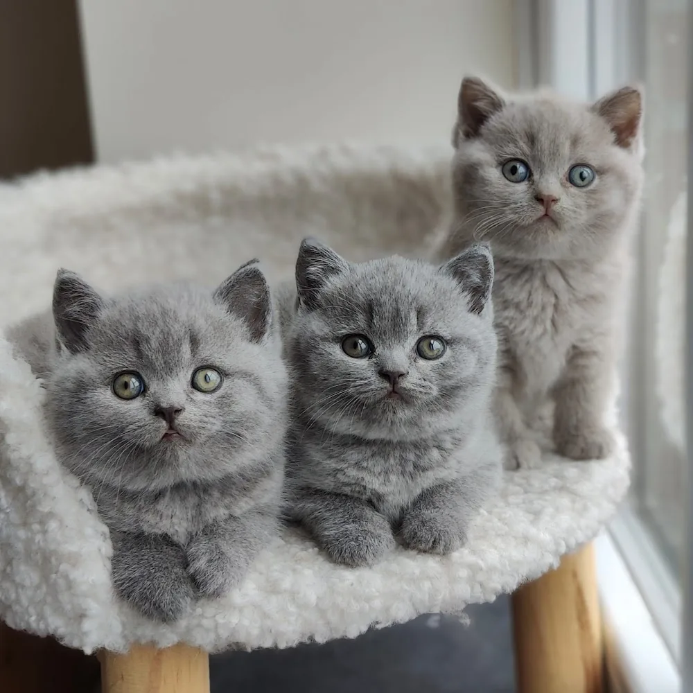 The Kitty Farm - Flanders pet otel görseli 3