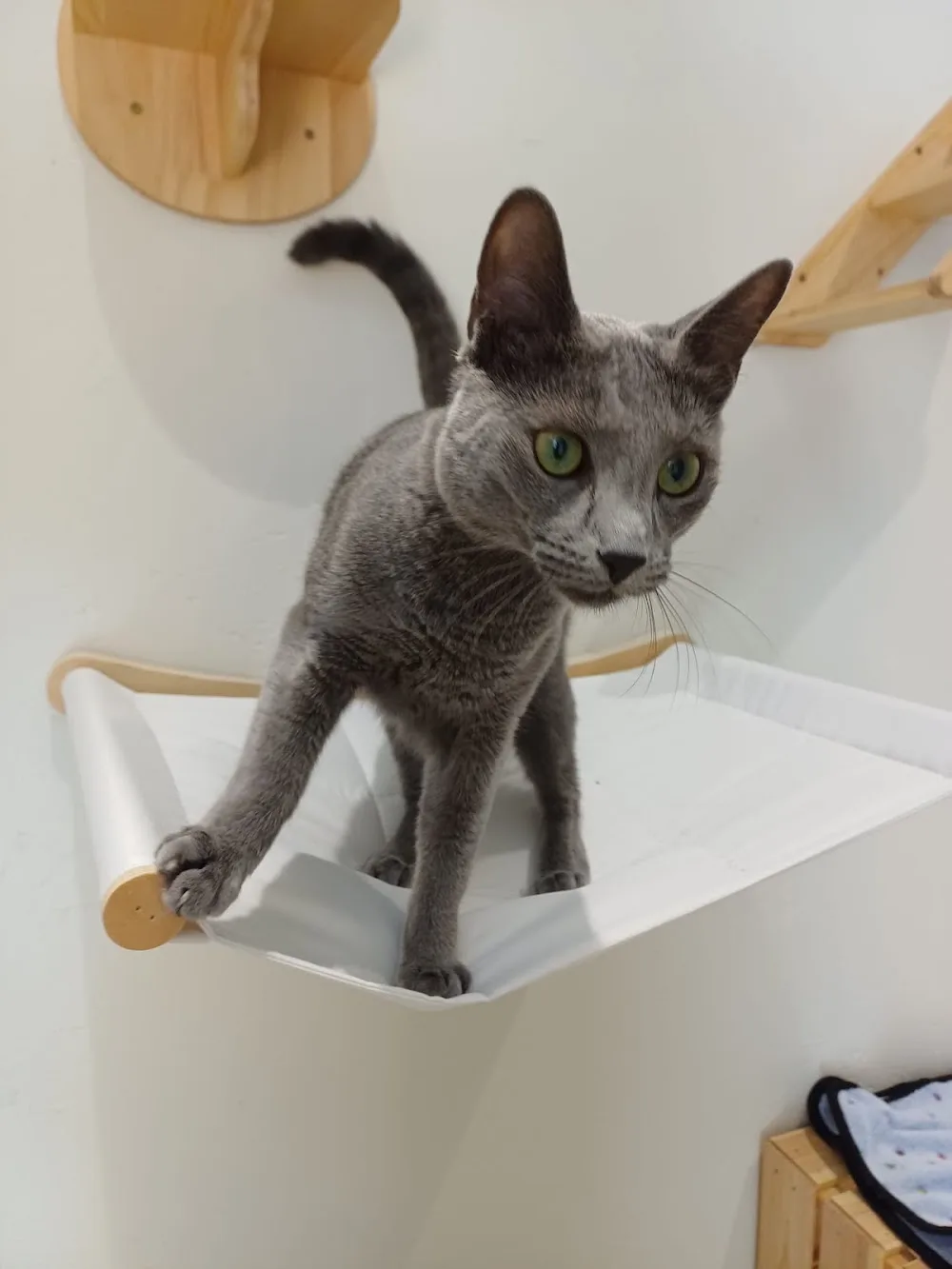 Cat Connection - Flemish Brabant pet otel görseli 2