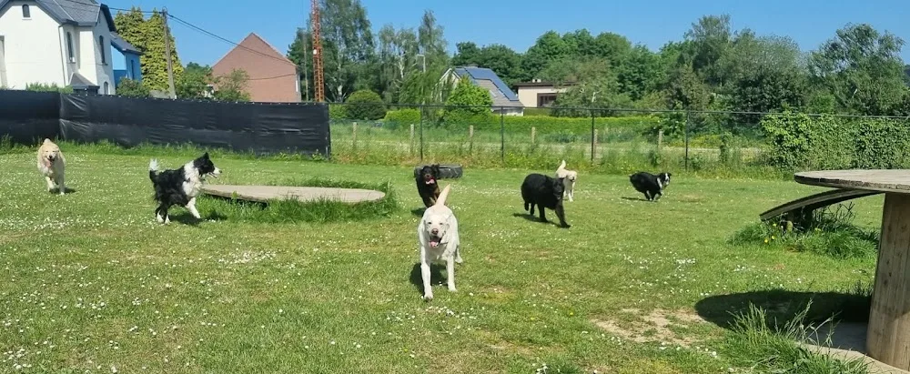 Hondenpension Juno - Flemish Brabant pet otel görseli 2