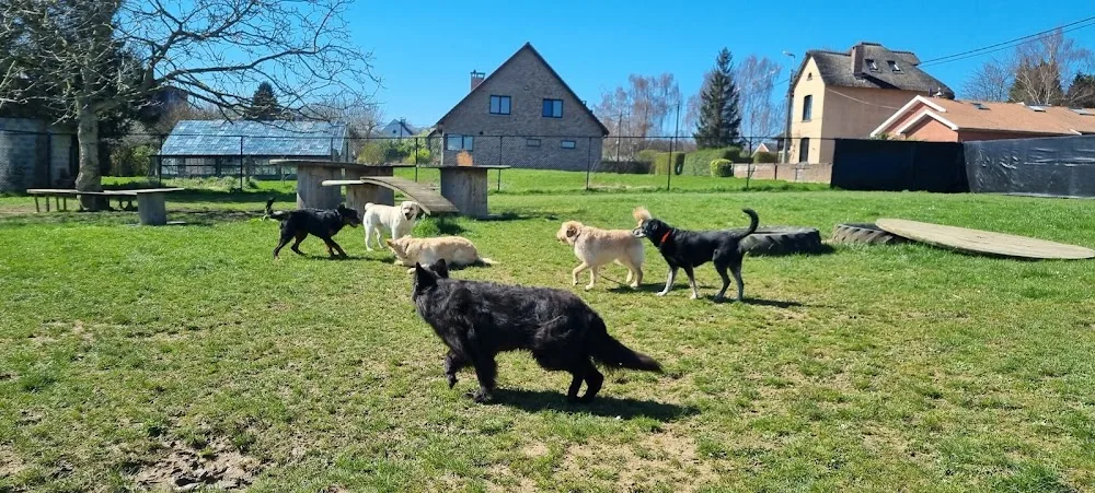 Hondenpension Juno - Flemish Brabant pet otel görseli 3