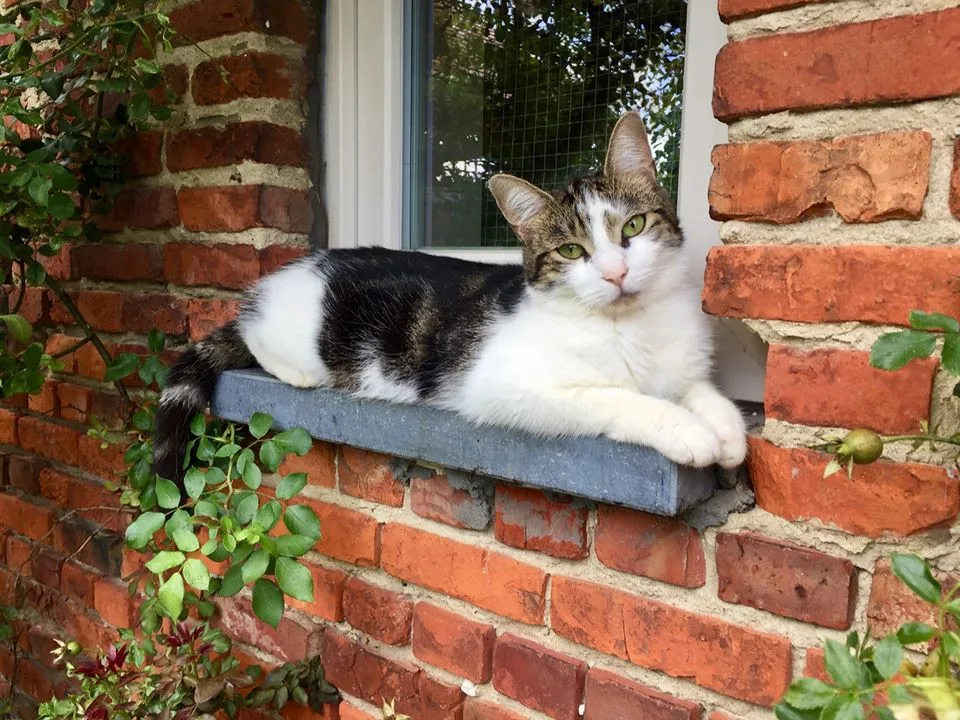Kattenhotel Chatoo - Flemish Brabant pet otel görseli 3